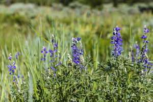 Photo 5 of 926 S UPLAND LOOP