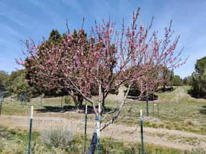 Several fruit trees on east parcel