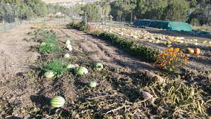 Productive garden on east parcel