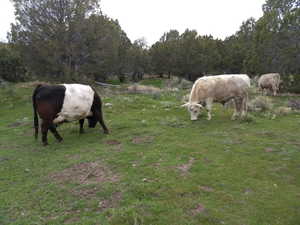 Well on property has several stock watering rights