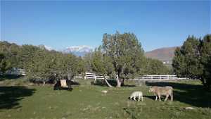 Forage grasses for livestock