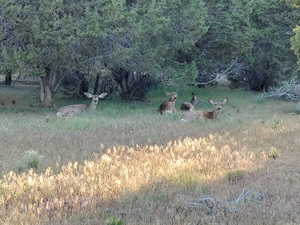 Wildlife are attracted to the secluded and flat areas of the parcel