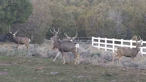 Large bucks on east parcel