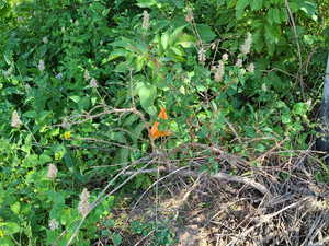 Photo 10 of 52 E OVER LOOK DR