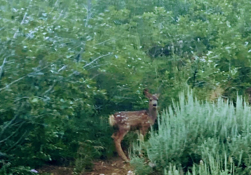 Nice neighbors