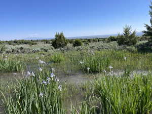 View of local wilderness with a water view