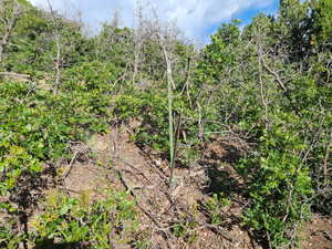 Photo 11 of 9 N PINE NUT WAY