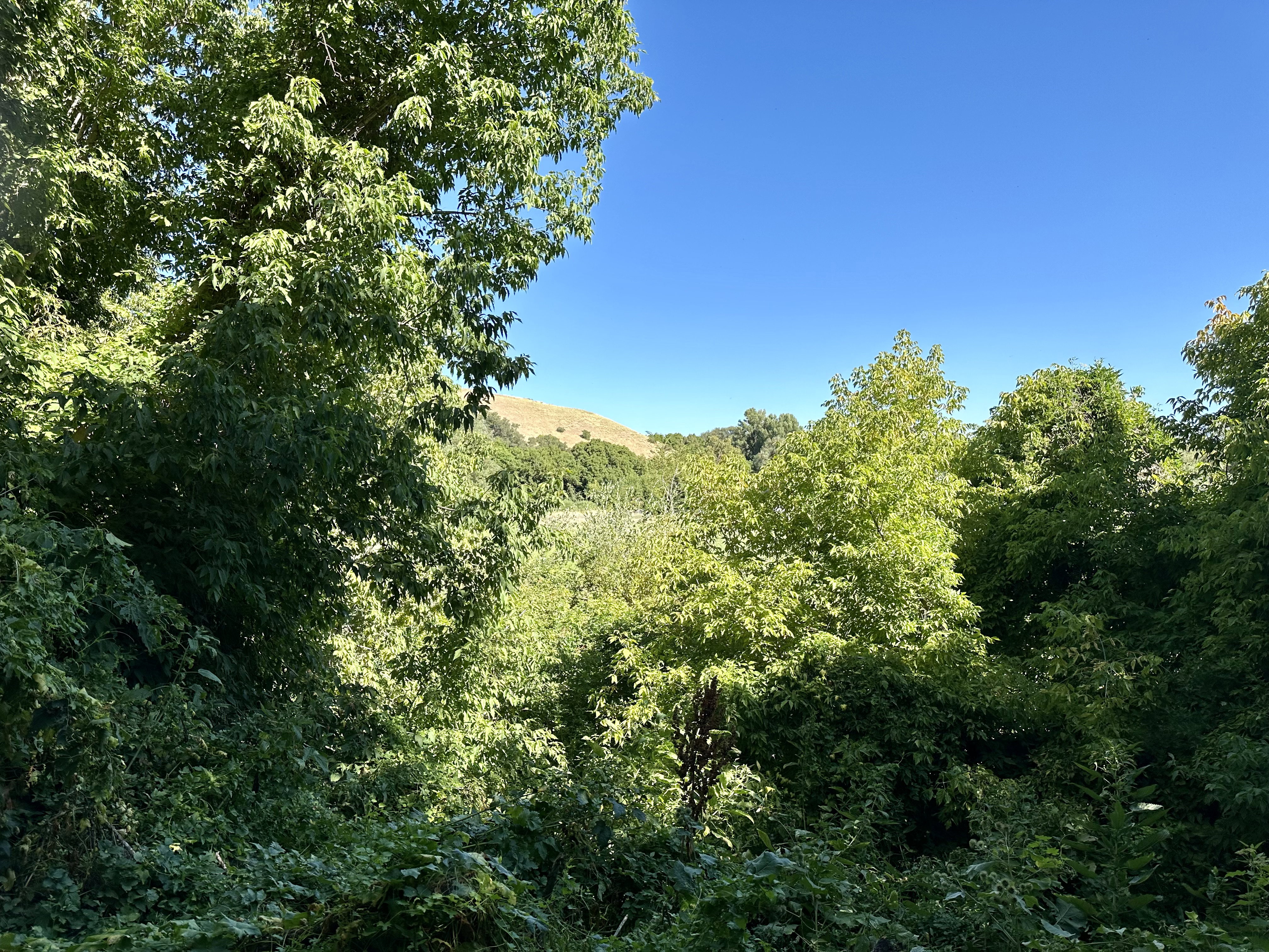View of local wilderness
