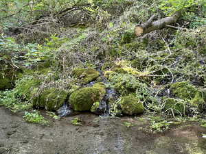 View of some of the spring as it runs down the mounta