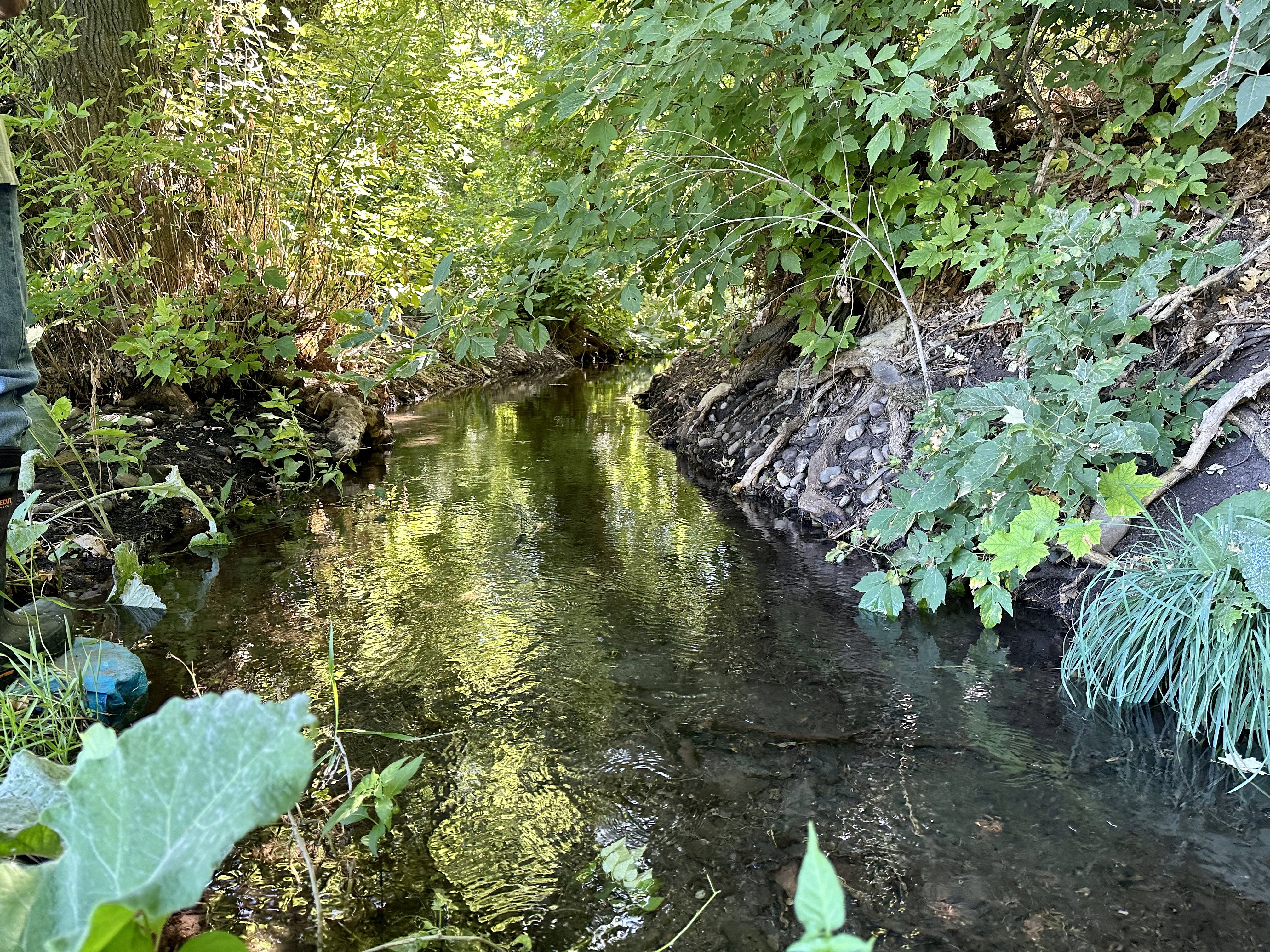 View of running spring