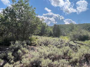 View of local wilderness