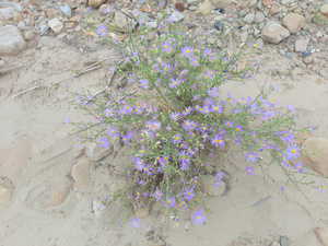 Early Spring and late fall blooms.