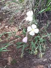 Mid summer flowers.