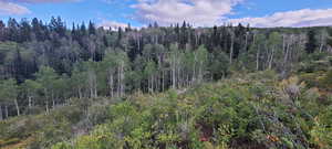 View of local wilderness