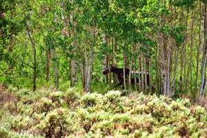 View of local wilderness