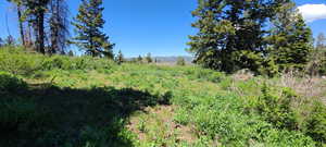 option to build cabin on top of lot surrounded by pines and view.