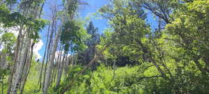 inside cove brush and quaking aspens