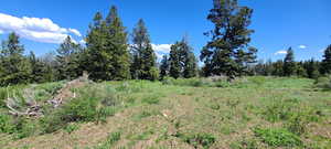 Driveway access off Snowbird Dr.