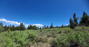 face east from bottom of cove. Pines on the right are roughly lot boundary