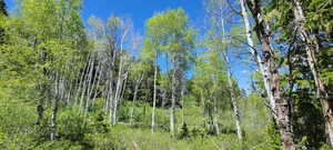 mid cove looking up towards western quakies and pines.