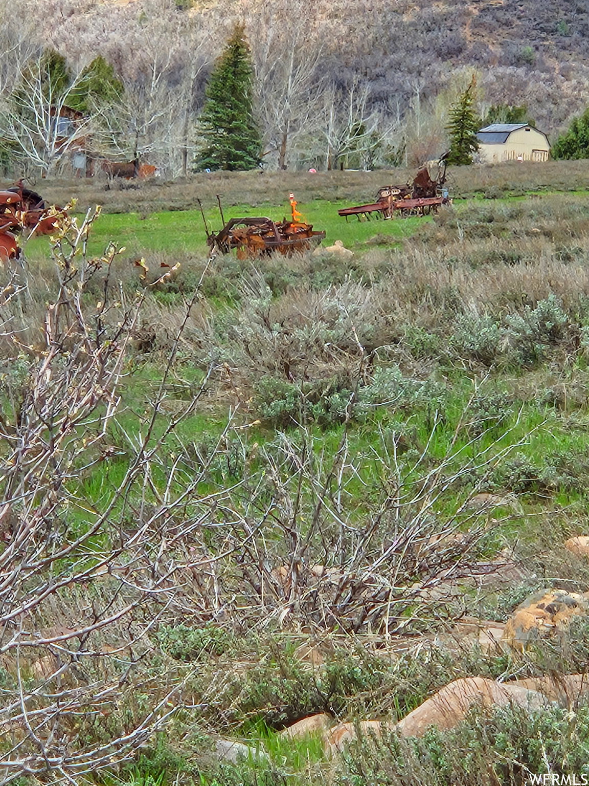 View of local wilderness