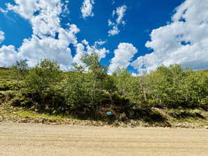 View of local wilderness