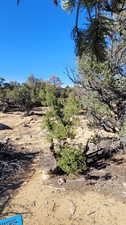 View of local wilderness