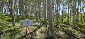 Northeast marker inside Quaking Aspens