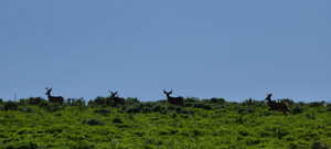 Top of lot with 4 Mule Deer