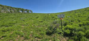 Northwest corner marker looking up the lot
