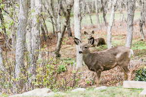 View of local wilderness in backyard