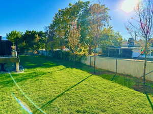 Newly added trees along back fence line