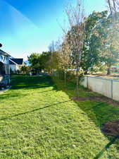 Newly added trees along back fence line