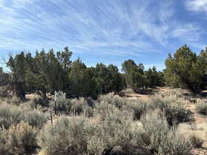 View of local wilderness