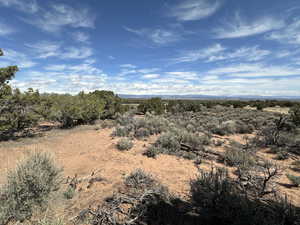 View of local wilderness