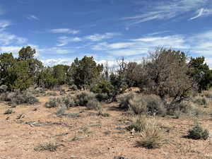 View of local wilderness