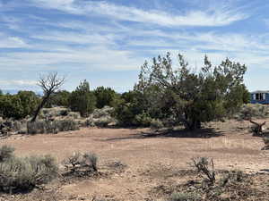 View of local wilderness