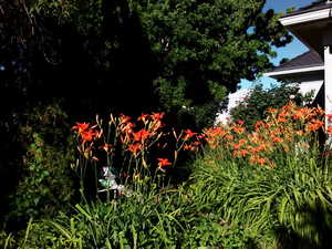 Gorgeous Daylilies