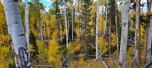 Aspens on the lot