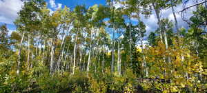 Aspens on the lot