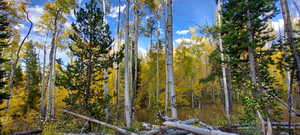 Aspens on the lot