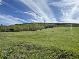 Beautiful Meadow/Valley and Grove of Trees