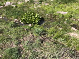 Spring in Meadow/Valley - Fenced and Protected from Cattle Tromping It