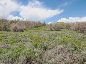 Natural Gambel Oak & Other Vegetation