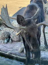 Moose visiting the front water feature