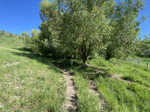 View of local wilderness