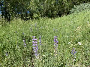 View of local wilderness