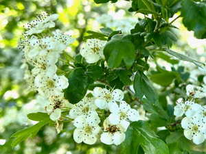 Apple blossoms?