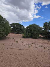 View of local wilderness