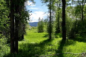 View of local wilderness